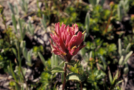 Flower on trail down from Tumac Mountain, William O. Douglas Wilderness, Washington