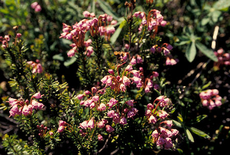 Flowers on trail down from Tumac Mountain, William O. Douglas Wilderness, Washington
