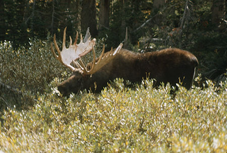 Moose - Grand Teton National Park 1977