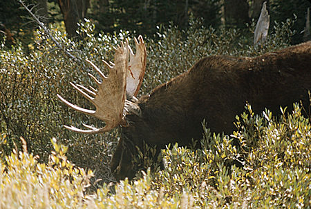 Moose - Grand Teton National Park 1977