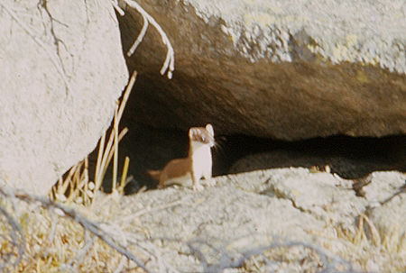 Short Tailed Weasel - Wind River Range 1977