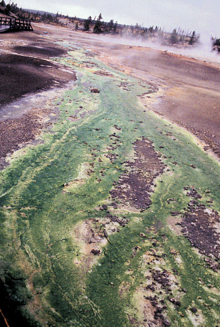 Green Algie in Porcelan Basin, Yellowstone National Park
