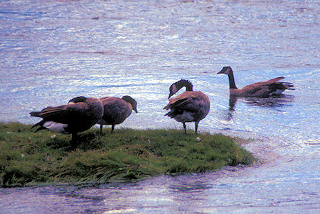 Ducks (or Geese) on Yellowstone River, Hayden Valley, Yellowstone National Park