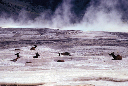 Elk resting on Main Terrace, Mammoth Hot Springs, Yellowstone National Park
