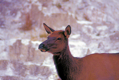 Elk near Canary Spring Terrace, Mammoth Hot Springs, Yellowstone National Park