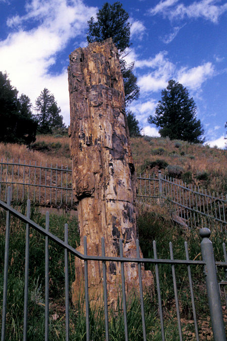 Petrified Tree, Tower-Roosevelt Junction area, Yellowstone National Park