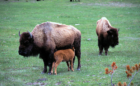 Buffalo cow and calf in Yellowstone National Park